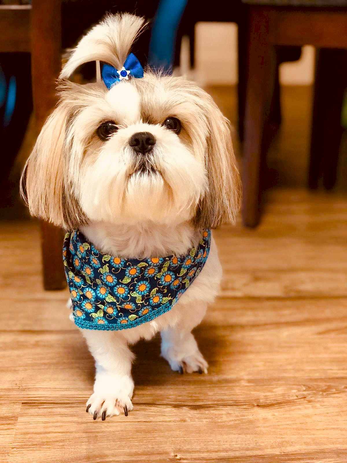 A small dog with light-colored fur wears a blue patterned bandana and a blue hair bow, standing on a wooden floor indoors—perfect for any pet lover or those who appreciate the convenience of mobile pet grooming.