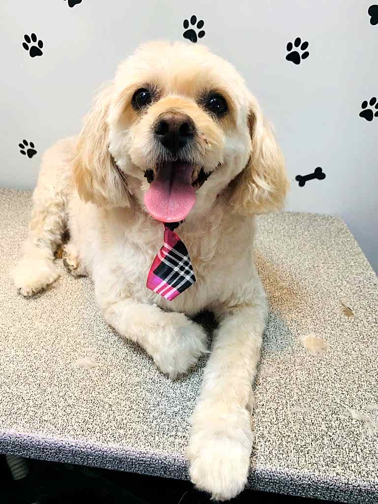 A small, light-colored dog with a plaid tie sits on a grooming table, ready for mobile dog grooming, with black paw and bone prints decorating the wall behind.