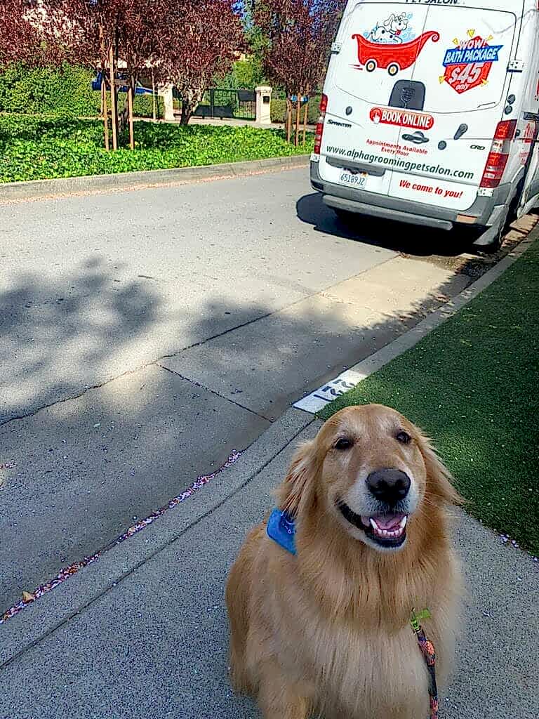 A golden retriever sits on a sidewalk in front of a mobile dog grooming van parked on the street, ready for pampering by pet lovers.